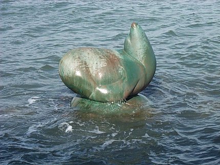 Seelöwe / Sea Lion